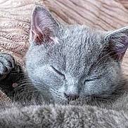 Lexie is registered to the contest to win money with this photo: cat, gray_cat, sleeping, paw, close_up, feline, pet, cozy, blanket, fur, whiskers, relaxed, indoor, cute, animal, mammal, cute_pet, resting, peaceful, soft