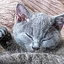 cat, gray_cat, sleeping, paw, close_up, feline, pet, cozy, blanket, fur, whiskers, relaxed, indoor, cute, animal, mammal, cute_pet, resting, peaceful, soft