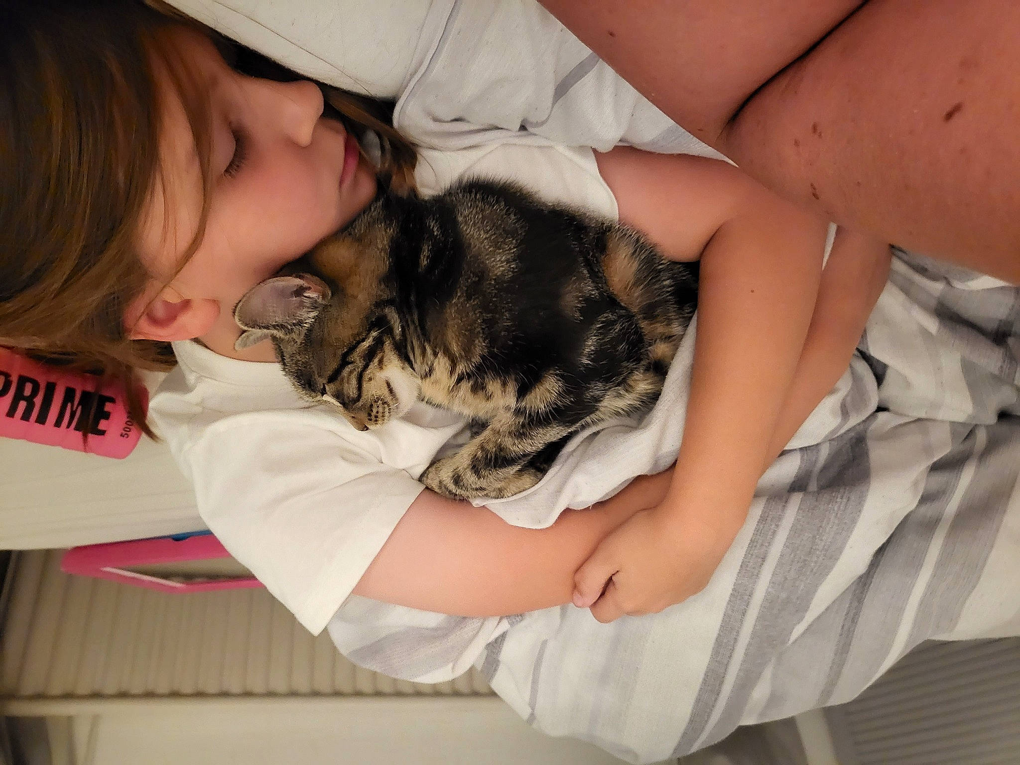 Alex joined the competition — help win amazing prizes! carnivore, cat, comfort, companion_dog, couch, ear, elbow, eyelash, fawn, felidae, finger, gesture, hand, happy, long_hair, nail, skin, small_to_medium_sized_cats, toddler, whiskers