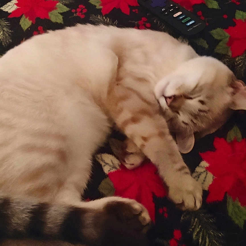 Snowball is registered to the contest to win money with this photo: animal, blanket, cat, comfort, cozy, cute, domestic, feline, floral_pattern, fur, holiday_theme, indoor, paw, pet, poinsettia, relaxation, resting, sleeping, striped_tail, tail