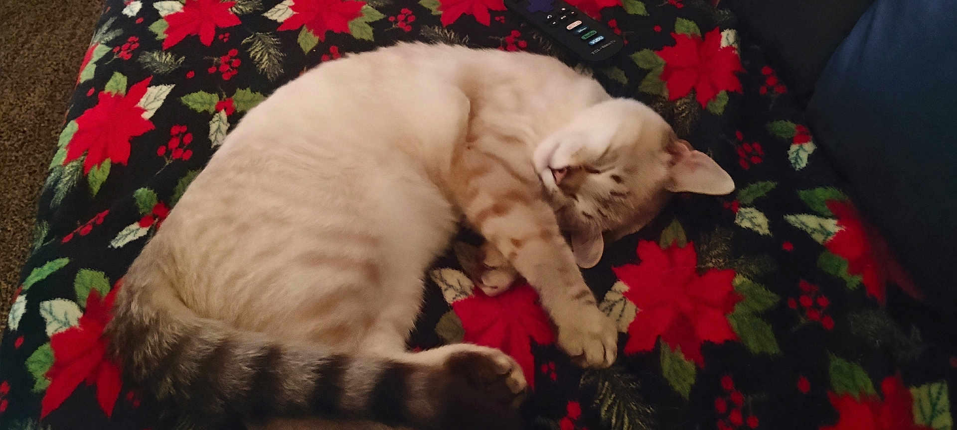 Snowball