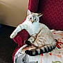 animal, armchair, blanket, carpet, cat, cozy, cute, domestic_cat, feline, home, indoor, light_fur, looking, pattern, paw, pet, red_chair, relaxed, resting, striped_tail