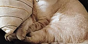 Snowball is registered to the contest to win money with this photo: cat, close_up, collar, couch, cream_colored, decorative_pillow, domestic_cat, ears, feline, indoor, leather_couch, lounging, pet, pillow, relaxed, resting, soft_fur, striped, tail, whiskers