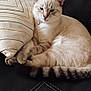 Snowball is registered to the contest to win money with this photo: cat, cream_colored, striped, lounging, couch, leather_couch, pillow, decorative_pillow, tail, relaxed, indoor, pet, feline, domestic_cat, close_up, resting, soft_fur, whiskers, ears, collar