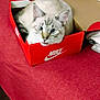 cat, nike_box, red_bedspread, indoor, pet, feline, curious, resting, cozy, box, animal, fur, whiskers, ears, eyes, carpet, bed, home, domestic, cute
