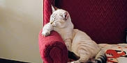 Snowball is registered to the contest to win money with this photo: cat, sleeping, armchair, red_chair, blanket, indoor, carpet, feline, pet, relaxing, cozy, animal_pattern, paw, resting, fur, domestic_animal, cute, quiet, home, furniture