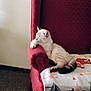 cat, sleeping, armchair, red_chair, blanket, indoor, carpet, feline, pet, relaxing, cozy, animal_pattern, paw, resting, fur, domestic_animal, cute, quiet, home, furniture