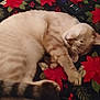 Snowball is registered to the contest to win money with this photo: cat, sleeping, paw, blanket, poinsettia_pattern, remote_control, indoor, cozy, resting, fur, striped_tail, pet, animal, mammal, cute, relaxing, holiday_theme, comfort, domestic_cat, feline