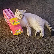 Snowball joined the competition — help win amazing prizes! cat, toy_bus, carpet, indoor, white_cat, striped_cat, pet, animal, feline, lying_down, relaxed, plaything, floor, domestic, cute, side_view, young_cat, striped_tail, resting, household