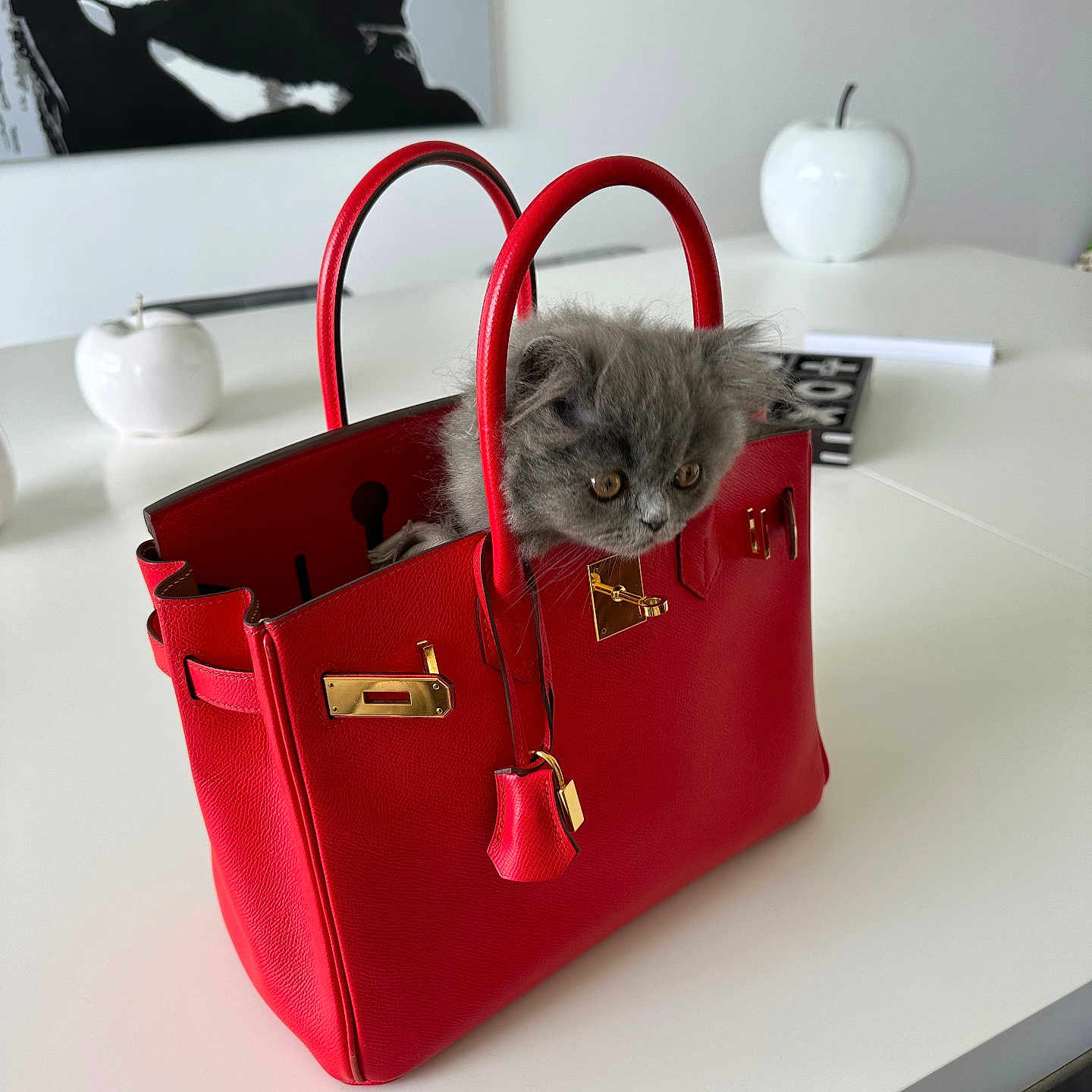 Prince participe au concours pour gagner de l'argent avec cette photo : accessories, adult, animal, art, bag, baggage, cat, handbag, kitten, male, man, person, pet, purse, totebag