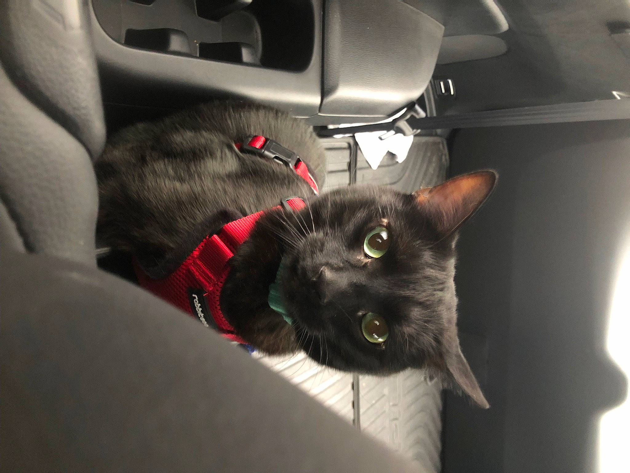 Casey joined the competition — help win amazing prizes! automotive_exterior, automotive_lighting, automotive_mirror, black_cat, bombay, car, carnivore, cat, domestic_short_haired_cat, family_car, felidae, fur, personal_luxury_car, small_to_medium_sized_cats, steering_wheel, tail, vehicle, vehicle_door, whiskers, windshield