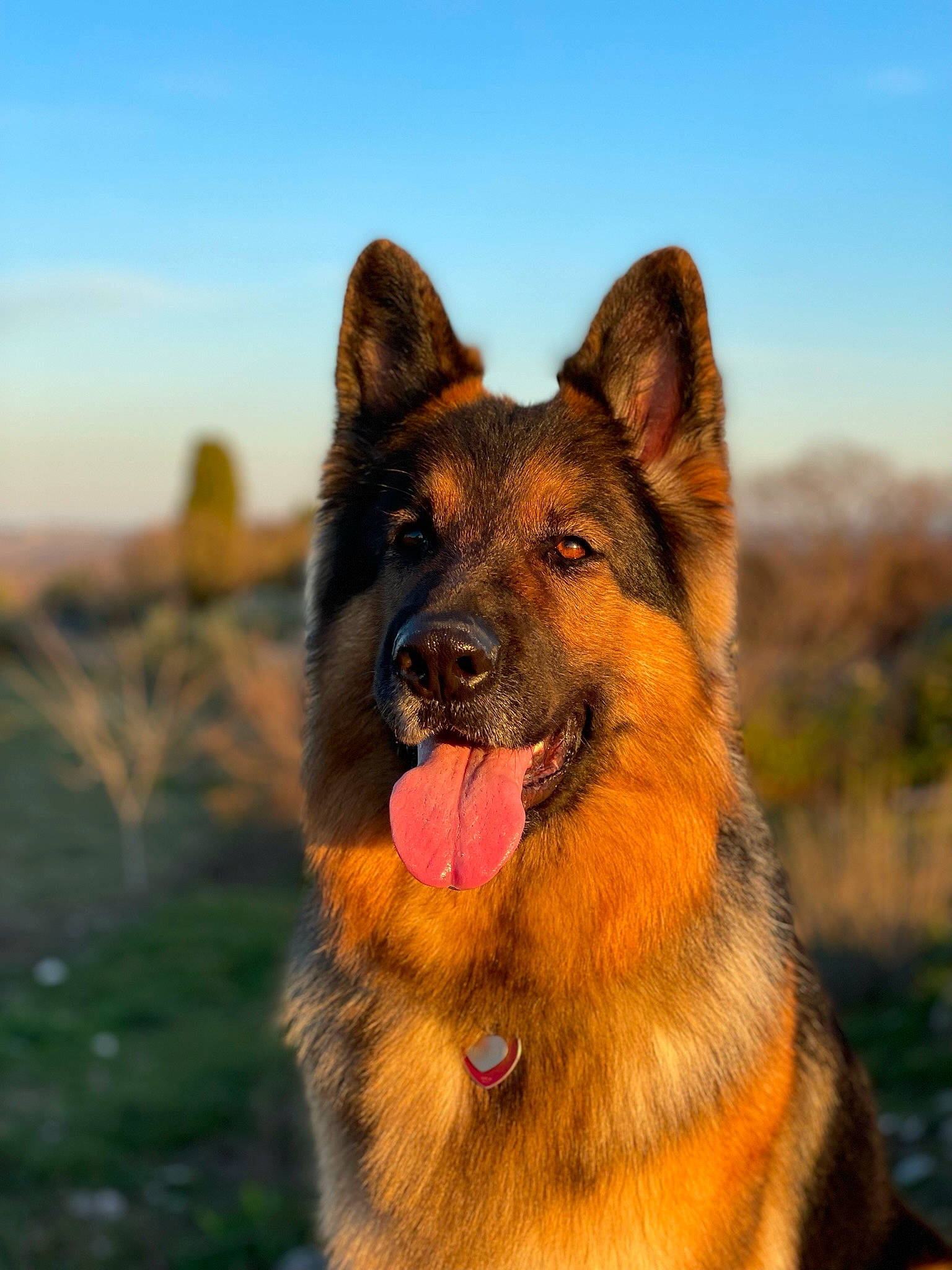Oxana a rejoint le concours — aidez-le/la à gagner de superbes lots ! canidae, canis, carnivore, collar, dog, dog_breed, dog_hiking, east_european_shepherd, fawn, german_shepherd_dog, guard_dog, herding_dog, king_shepherd, old_german_shepherd_dog, sky, snout, sporting_group, terrestrial_animal, working_animal, working_dog