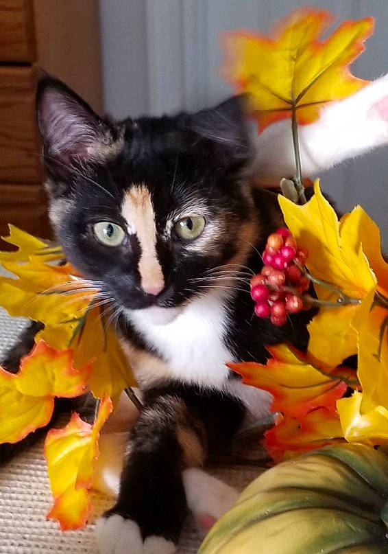 Kahlua joined the competition — help win amazing prizes! carnivore, cat, cat_supply, domestic_short_haired_cat, felidae, flower, flowering_plant, fur, grass, petal, plant, room, small_to_medium_sized_cats, snout, tail, tree, twig, whiskers, window