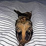 Abby a rejoint le concours — aidez-le/la à gagner de superbes lots ! cat, tabby_cat, belly_up, paws, bed, bedding, striped, sleeping, relaxed, pet, domestic_cat, fur, tail, ears, toe_beans, indoor, blanket, cozy, stripe_pattern, nap