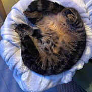 Abby a rejoint le concours — aidez-le/la à gagner de superbes lots ! cat, tabby_cat, curled_up, sleeping, pet_bed, plush_blanket, fur, paw, indoor, tiled_floor, radiator, cozy, top_view, closeup, home, resting, whiskers, soft_lighting, sock, human_foot