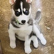 Sierra joined the competition — help win amazing prizes! puppy, dog, husky, blue_eyes, sitting, outdoor, dirt, young_animal, pet, cute, animal, fur, ears, tail, collar, looking_up, white_fur, black_fur, adorable, ground