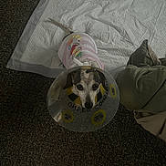 Miss Weenie joined the competition — help win amazing prizes! dog, cone, protective_collar, pet, carpet, white_pad, clothing, indoor, looking_up, small_dog, animal, resting, furniture, cushion, brown, black, white, ears, tail, floor