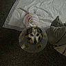 dog, cone, protective_collar, pet, carpet, white_pad, clothing, indoor, looking_up, small_dog, animal, resting, furniture, cushion, brown, black, white, ears, tail, floor