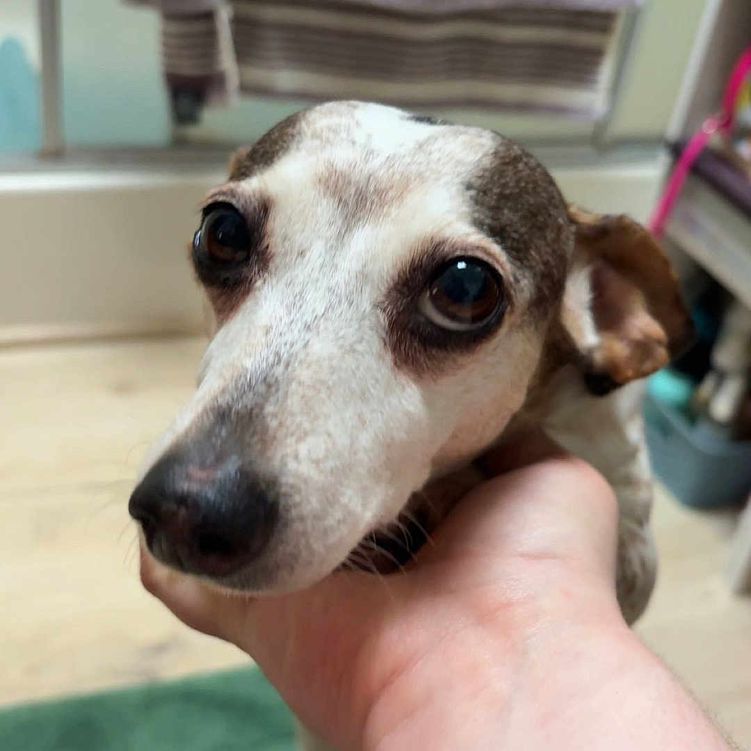 Miss Weenie