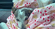 Miss Weenie is registered to the contest to win money with this photo: dog, blanket, car_seat, cozy, resting, pink_blanket, candy_cane_pattern, bone_pattern, indoor, winter, pet, canine, fur, animal, seatbelt, car_interior, relaxing, cute, warm, travel