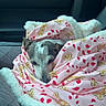 dog, blanket, car_seat, cozy, resting, pink_blanket, candy_cane_pattern, bone_pattern, indoor, winter, pet, canine, fur, animal, seatbelt, car_interior, relaxing, cute, warm, travel