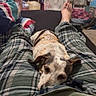 dog, sleeping, lap, pajama_pants, plaid, person, bedroom, television, fan, clothing, feet, blanket, furniture, casual, indoor, relaxation, resting, comfort, floor, home