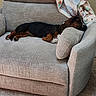 Tater Tot is registered to the contest to win money with this photo: dog, sleeping, couch, pillow, blanket, indoor, resting, brown, black, furniture, carpet, cozy, relaxed, pet, canine, home, domestic, comfort, animal, nap