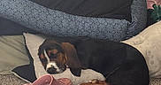 Tater Tot is registered to the contest to win money with this photo: dog, sleeping, pillow, carpet, shoe, toy, plush_toy, couch, box, indoor, resting, brown, black, white, pet, cozy, floor, household, relaxing, comfortable