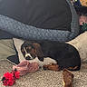 dog, sleeping, pillow, carpet, shoe, toy, plush_toy, couch, box, indoor, resting, brown, black, white, pet, cozy, floor, household, relaxing, comfortable