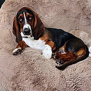 Tater Tot is registered to the contest to win money with this photo: basset_hound, dog, pet, indoor, bean_bag, furniture, carpet, window, relaxed, brown, black, white, fluffy, cozy, canine, animal, laying_down, ears, paw, nose