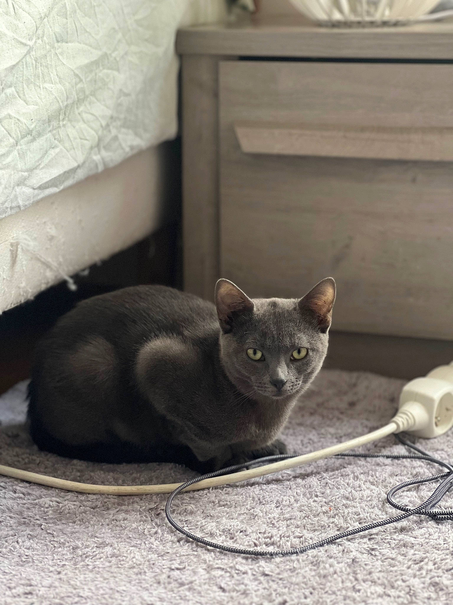 Minoute a rejoint le concours — aidez-le/la à gagner de superbes lots ! black_cat, carnivore, cat, cat_supply, comfort, domestic_short_haired_cat, felidae, grey, metal, paw, russian_blue, sitting, small_to_medium_sized_cats, snout, tail, terrestrial_animal, whiskers, window, wood