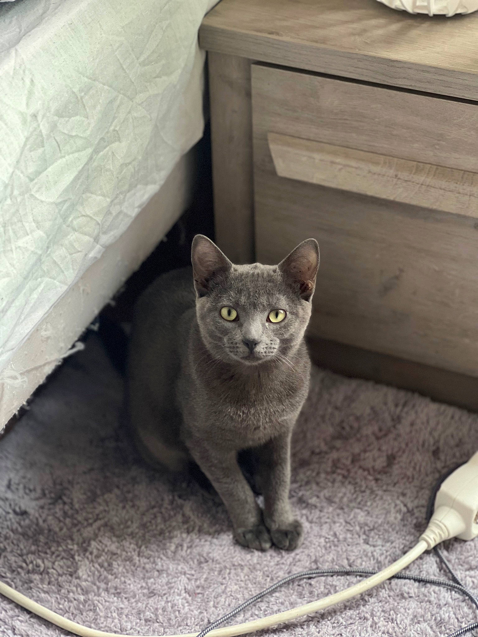 Minoute a rejoint le concours — aidez-le/la à gagner de superbes lots ! cabinetry, carnivore, cat, chest_of_drawers, comfort, domestic_short_haired_cat, drawer, felidae, grey, hardwood, nightstand, paw, russian_blue, small_to_medium_sized_cats, snout, tail, terrestrial_animal, whiskers, window, wood