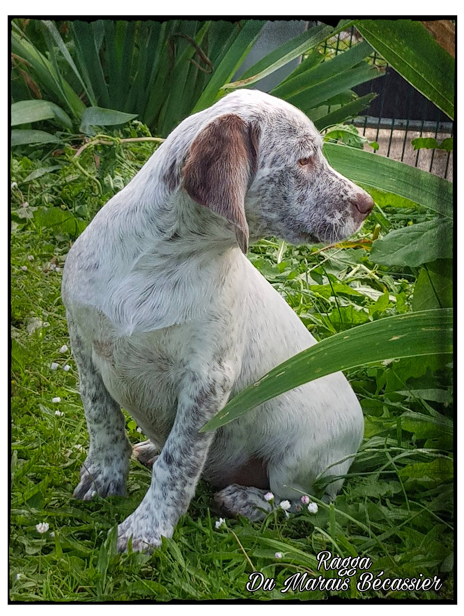 Ragga a rejoint le concours — aidez-le/la à gagner de superbes lots ! ariege_pointer, braque_du_bourbonnais, braque_francais, braque_saint_germain, canidae, carnivore, dog, dog_breed, german_shorthaired_pointer, mammal, old_danish_pointer, pointer, pointing_breed, sporting_group, vertebrate