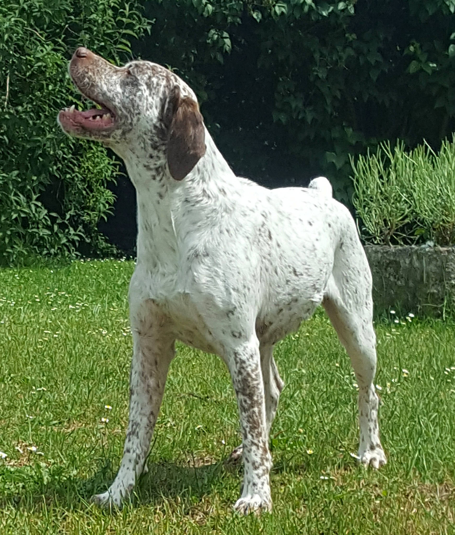 Icare participe au concours pour gagner de l'argent avec cette photo : ariege_pointer, braque_dauvergne, braque_du_bourbonnais, braque_francais, braque_saint_germain, canidae, carnivore, dog, dog_breed, german_shorthaired_pointer, gun_dog, hunting_dog, mammal, old_danish_pointer, pointer, pointing_breed, rare_breed_dog, sporting_group, vertebrate