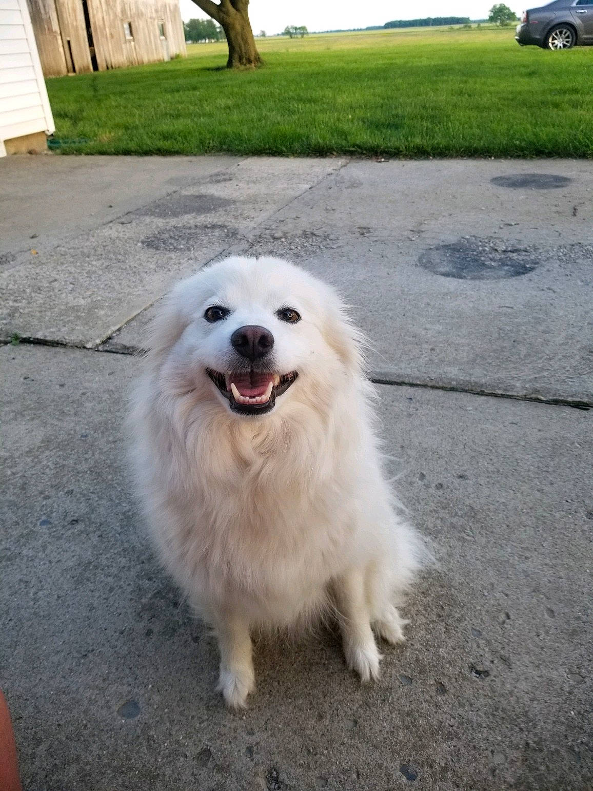 Lucy is registered to the contest to win money with this photo: canidae, carnivore, companion_dog, dog, dog_breed, grass, great_pyrenees, non_sporting_group, plant, snout, spitz, sporting_group, tire, tree, vehicle, vehicle_registration_plate, volpino_italiano, wheel, working_animal, working_dog