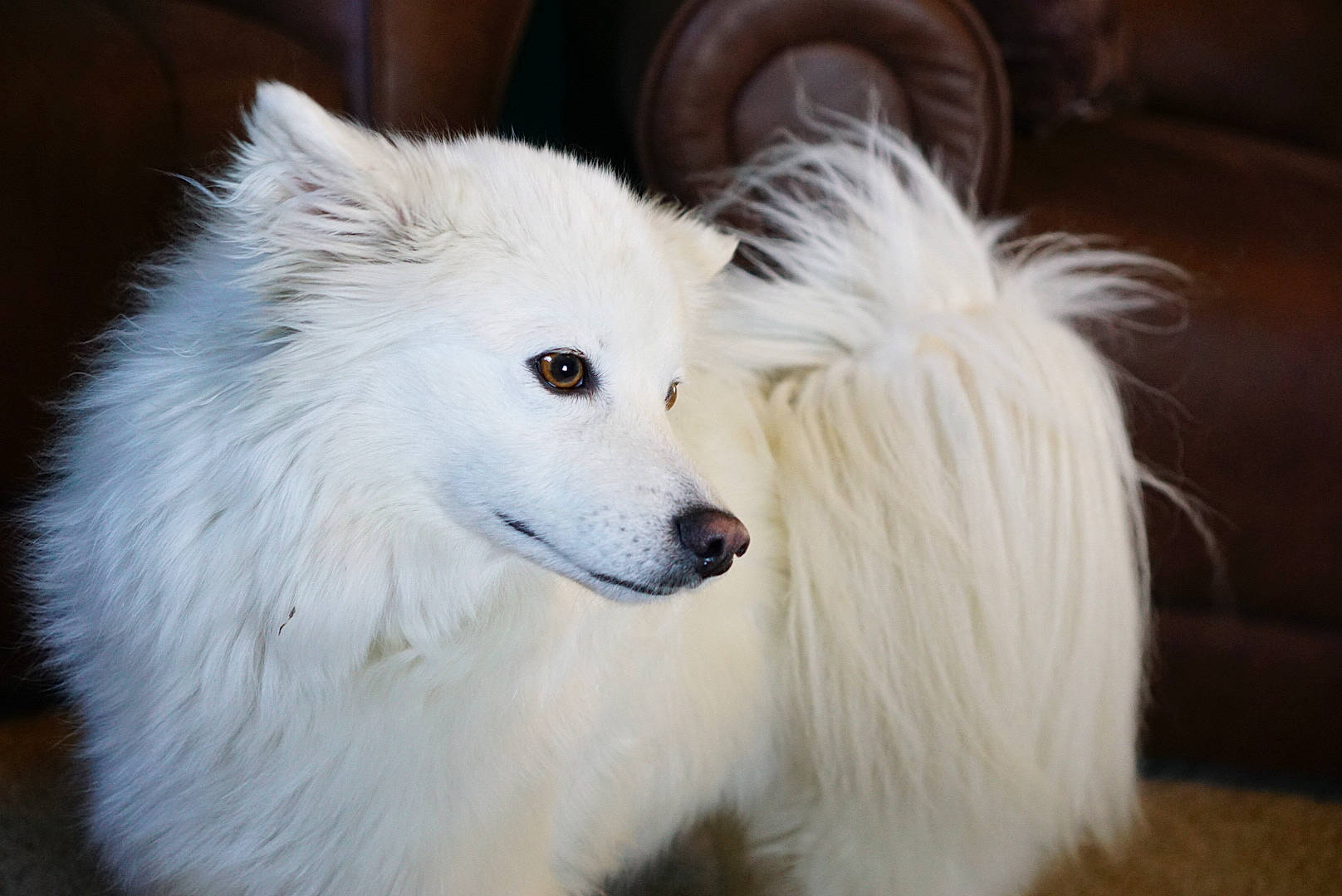 Lucy joined the competition — help win amazing prizes! american_eskimo_dog, canidae, carnivore, companion_dog, dog, dog_breed, fur, german_spitz_mittel, indian_spitz, japanese_spitz, jaw, non_sporting_group, plant, samoyed, snout, spitz, sporting_group, volpino_italiano, whiskers, working_dog