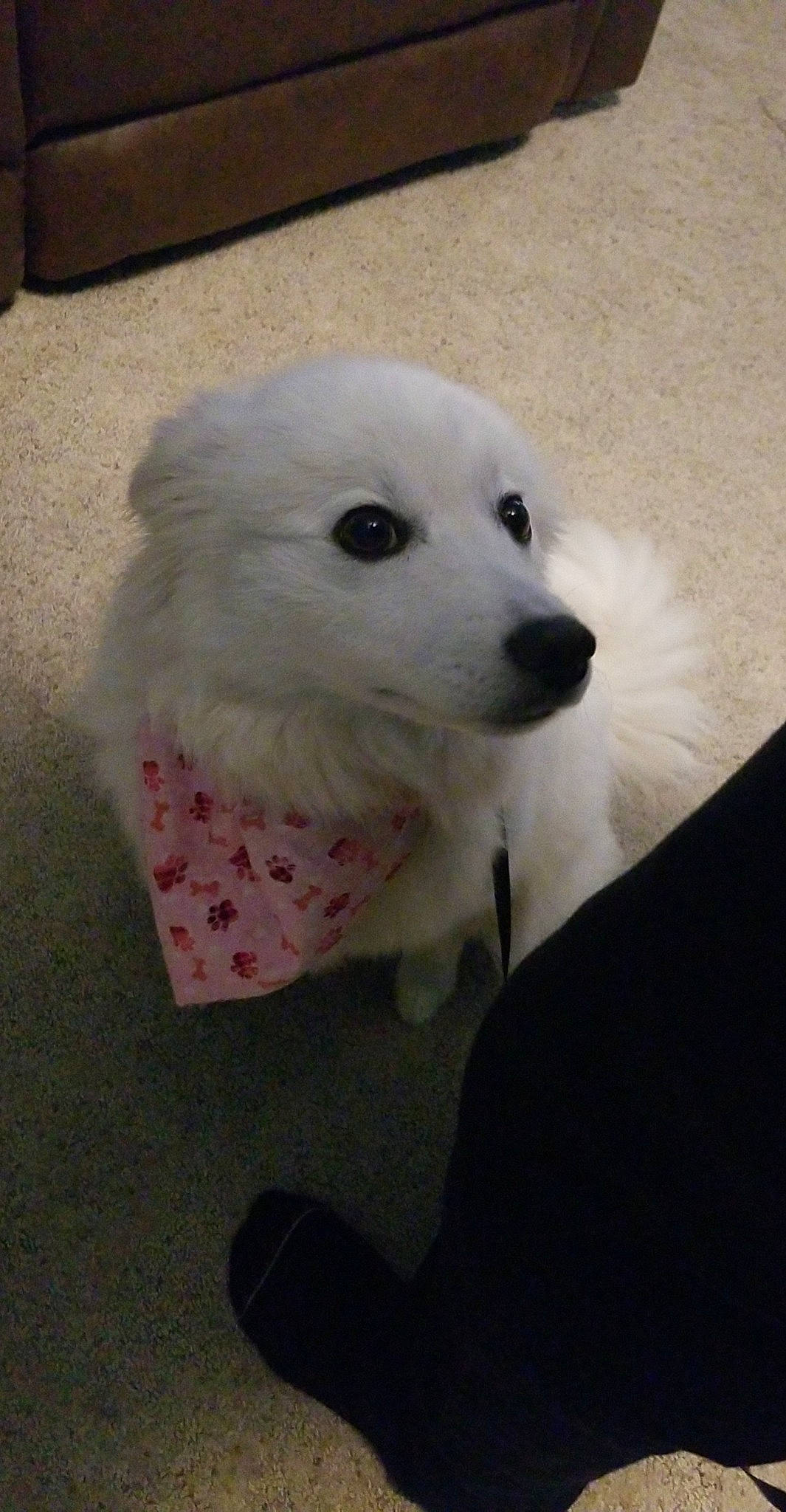 Lucy joined the competition — help win amazing prizes! canidae, carnivore, companion_dog, dog, dog_breed, eye, fur, maltepoo, non_sporting_group, samoyed, snout, sporting_group, toy_dog, volpino_italiano, working_animal