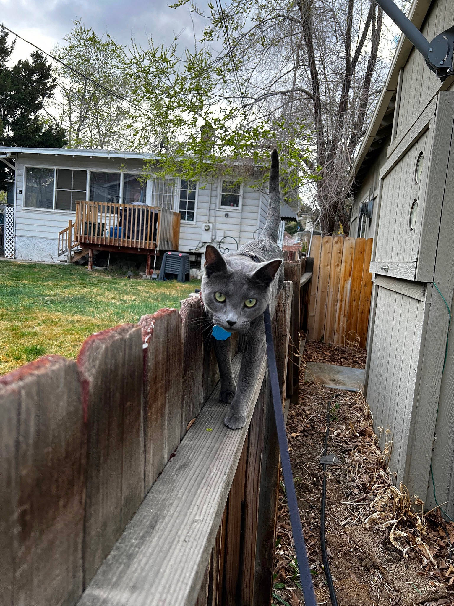 Celeste is registered to the contest to win money with this photo: carnivore, cat, cloud, fawn, felidae, fence, grass, handrail, home, home_fencing, house, plant, porch, sky, small_to_medium_sized_cats, tail, tree, whiskers, window, wood