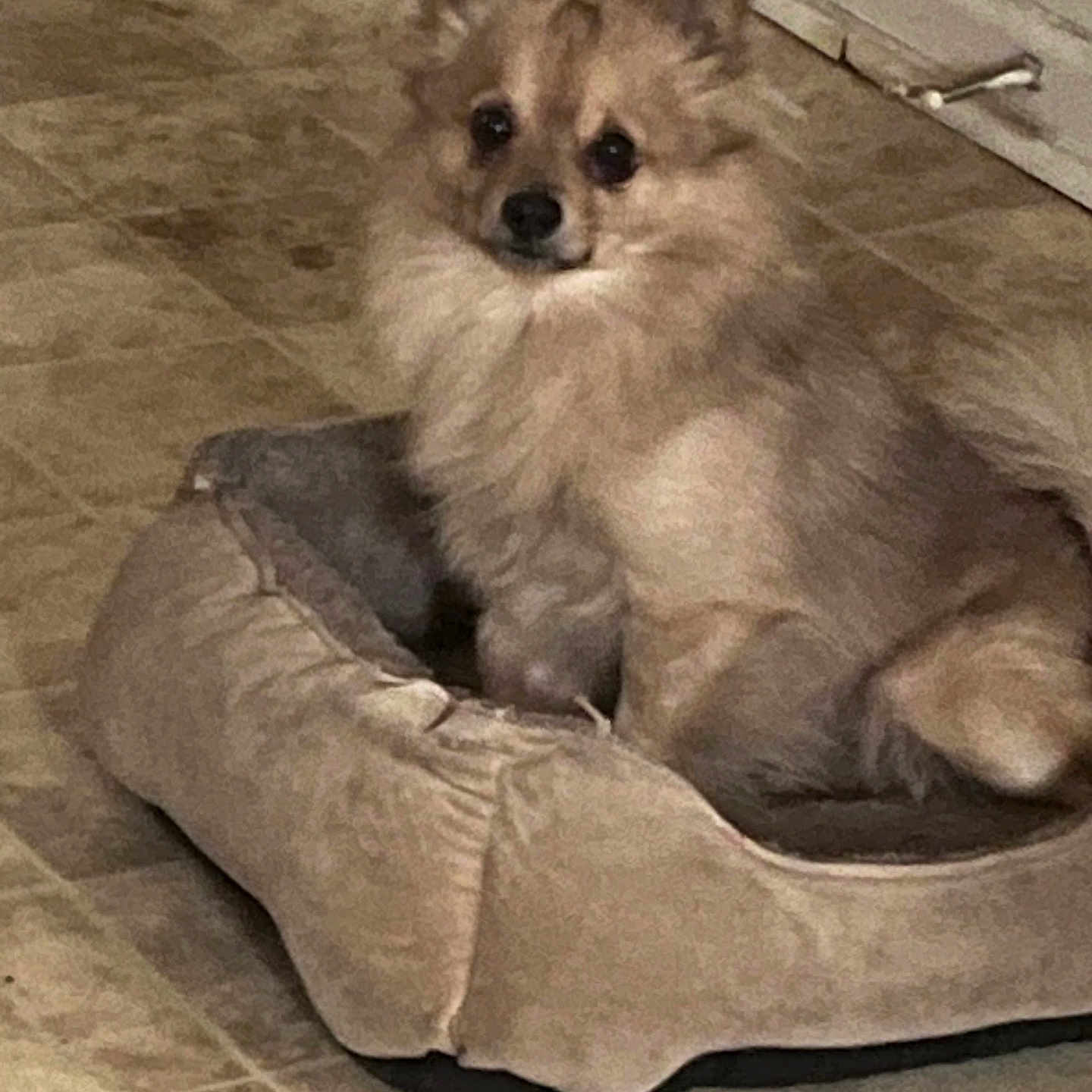 Milo joined the competition — help win amazing prizes! animal, canine, cat, chow, cockerspaniel, dog, dogbed, eskimodog, papillon, person, pet, puppy