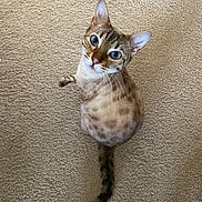 Nessa joined the competition — help win amazing prizes! animal, beige_carpet, blue_eyes, cat, curious, cute, domestic_cat, ears, feline, fur_pattern, house_pet, indoor, looking_up, pet, playful, sitting, spotted_cat, tail, whiskers, young_cat