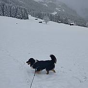 Taz a rejoint le concours — aidez-le/la à gagner de superbes lots ! adventure, animal, canine, cold, dog, exploration, forest, fur, landscape, leash, mountains, nature, outdoor, overcast, scenic, snow, snowy_field, trees, walking, winter