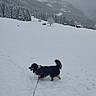 adventure, animal, canine, cold, dog, exploration, forest, fur, landscape, leash, mountains, nature, outdoor, overcast, scenic, snow, snowy_field, trees, walking, winter