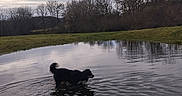 Taz a rejoint le concours — aidez-le/la à gagner de superbes lots ! animal, bare_trees, canine, cloudy_sky, dog, field, grass, landscape, nature, outdoor, overcast, pond, quiet, reflection, ripples, scenic, shallow_water, trees, water, wildlife