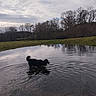 animal, bare_trees, canine, cloudy_sky, dog, field, grass, landscape, nature, outdoor, overcast, pond, quiet, reflection, ripples, scenic, shallow_water, trees, water, wildlife