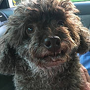 Coco is registered to the contest to win money with this photo: animal, car_interior, close_up, companion, curly_hair, cute, dog, domestic_animal, expression, eyes, fur, greenery, hand, indoor, mammal, nose, pet, portrait, seat, window