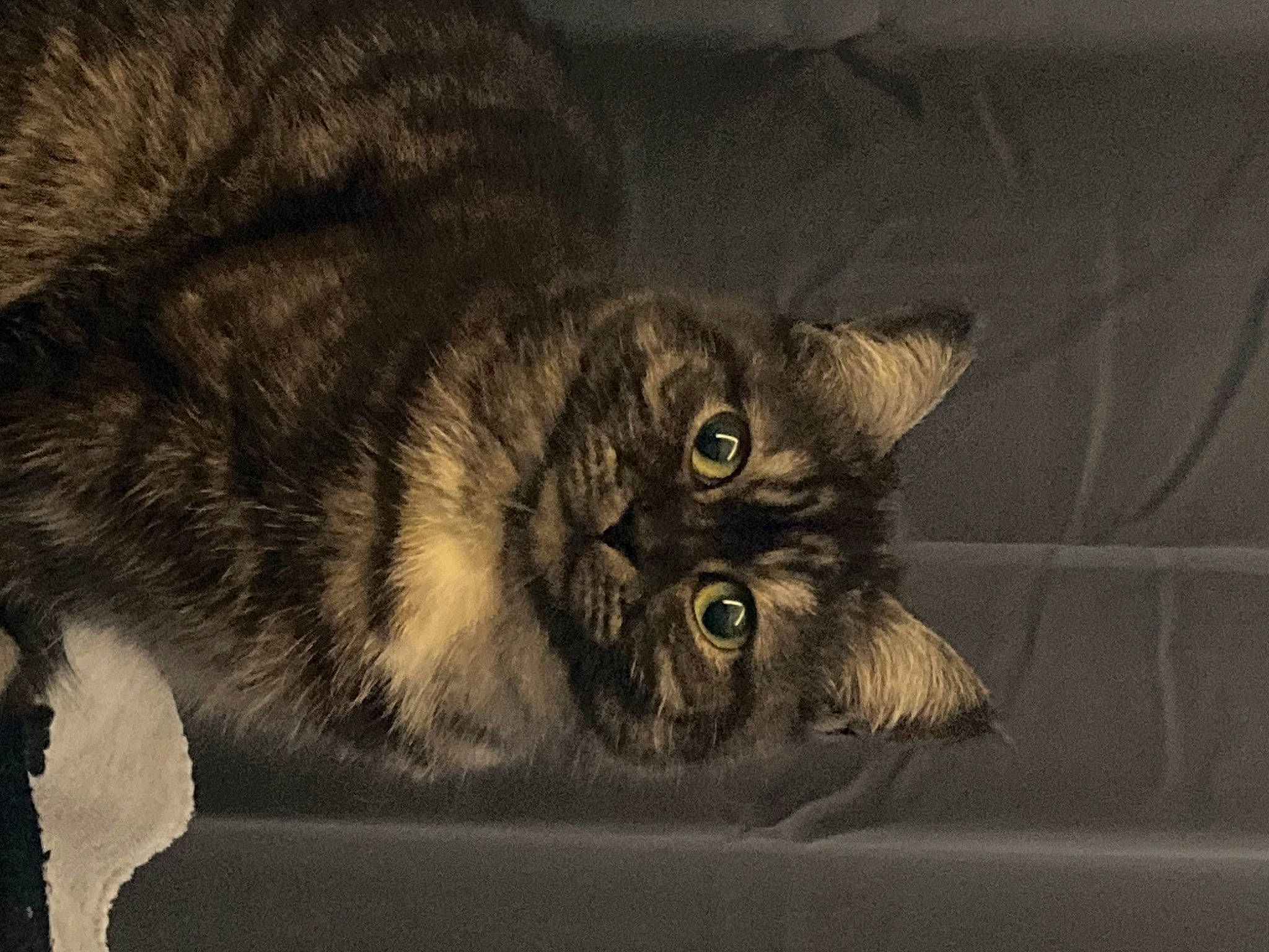 Ava participe au concours pour gagner de l'argent avec cette photo : carnivore, cat, comfort, darkness, domestic_short_haired_cat, eye, felidae, fur, monochrome, monochrome_photography, paw, small_to_medium_sized_cats, snout, still_life_photography, tail, terrestrial_animal, whiskers, wildlife