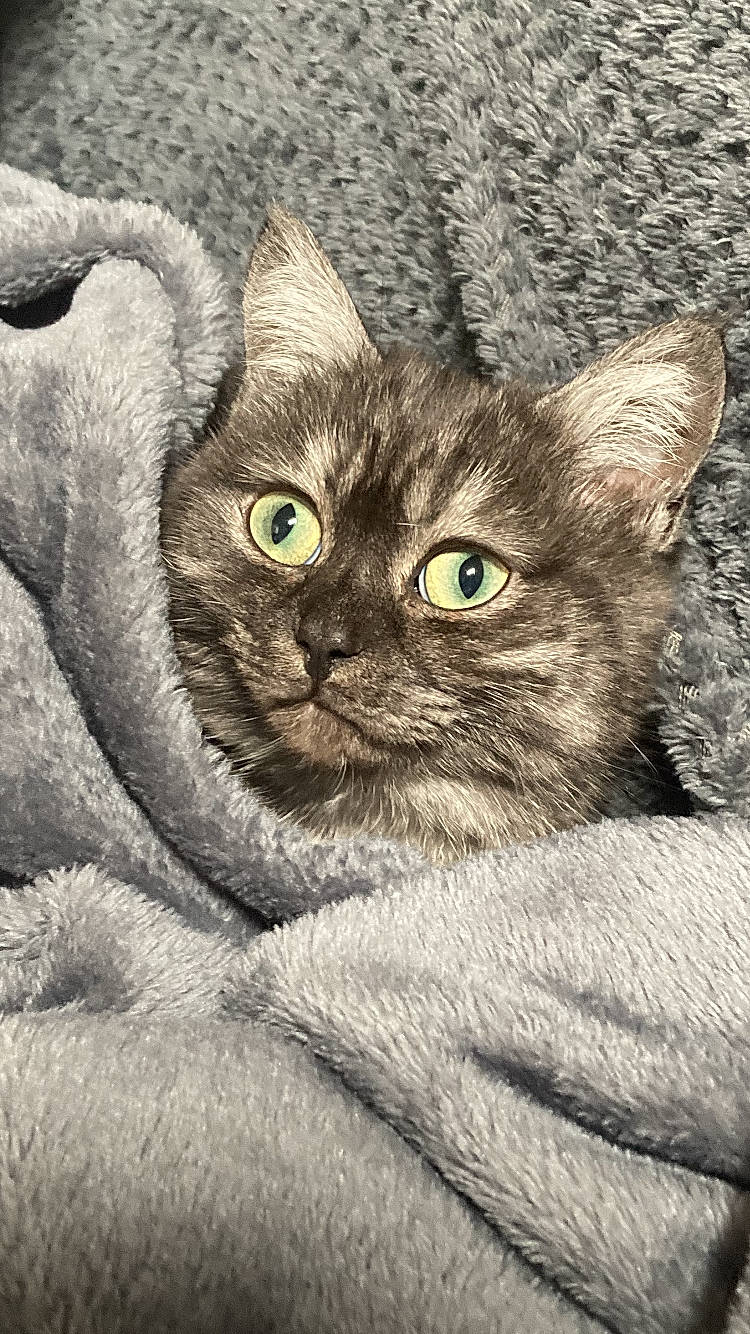 Ava participe au concours pour gagner de l'argent avec cette photo : art, carnivore, cat, close_up, domestic_short_haired_cat, drawing, fawn, felidae, fur, illustration, painting, paw, small_to_medium_sized_cats, snout, tail, terrestrial_animal, visual_arts, whiskers, wildlife