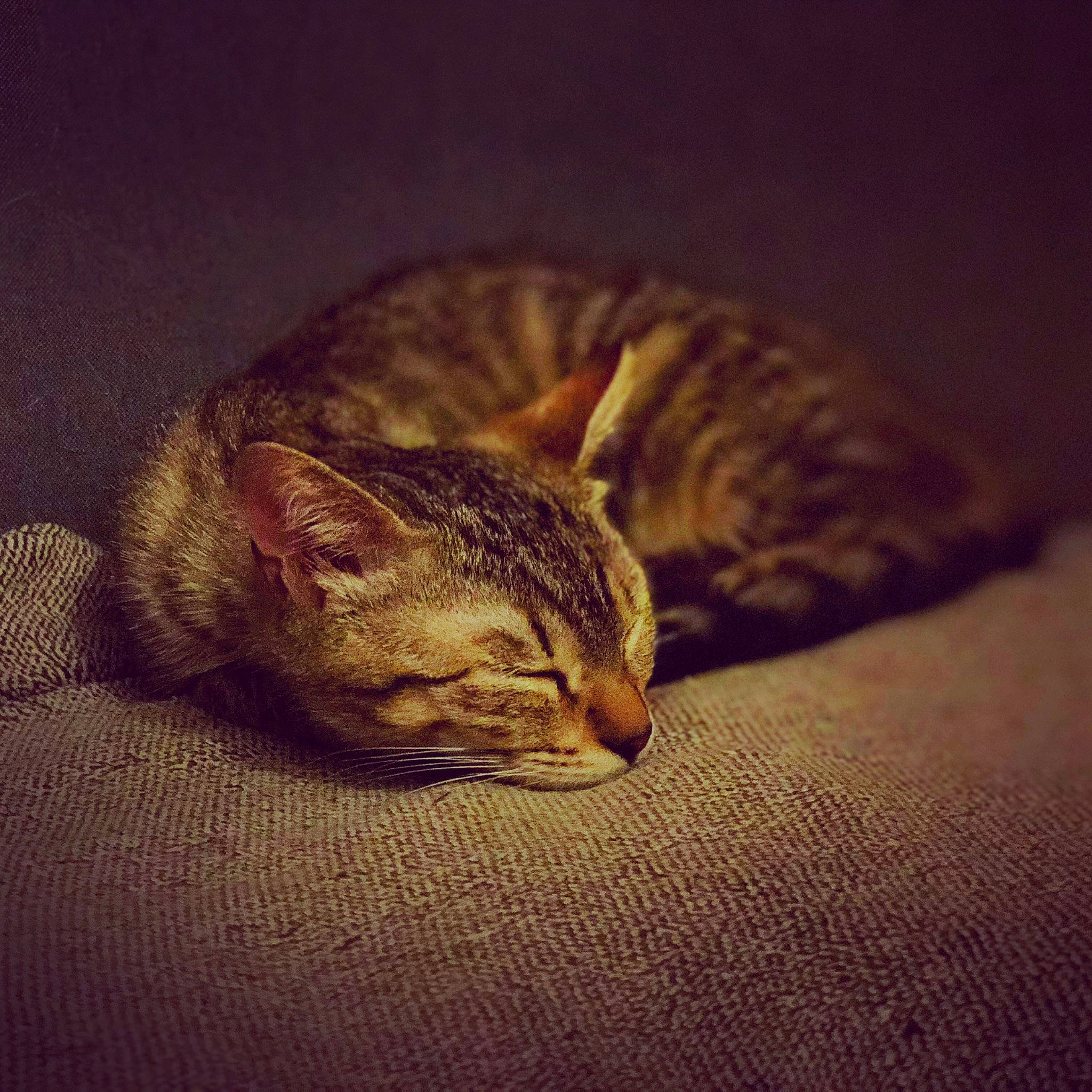 Asuna participe au concours pour gagner de l'argent avec cette photo : carnivore, cat, cloud, comfort, darkness, domestic_short_haired_cat, ear, eye, felidae, fur, head, macro_photography, nap, sky, small_to_medium_sized_cats, snout, terrestrial_animal, whiskers, wildlife, wood