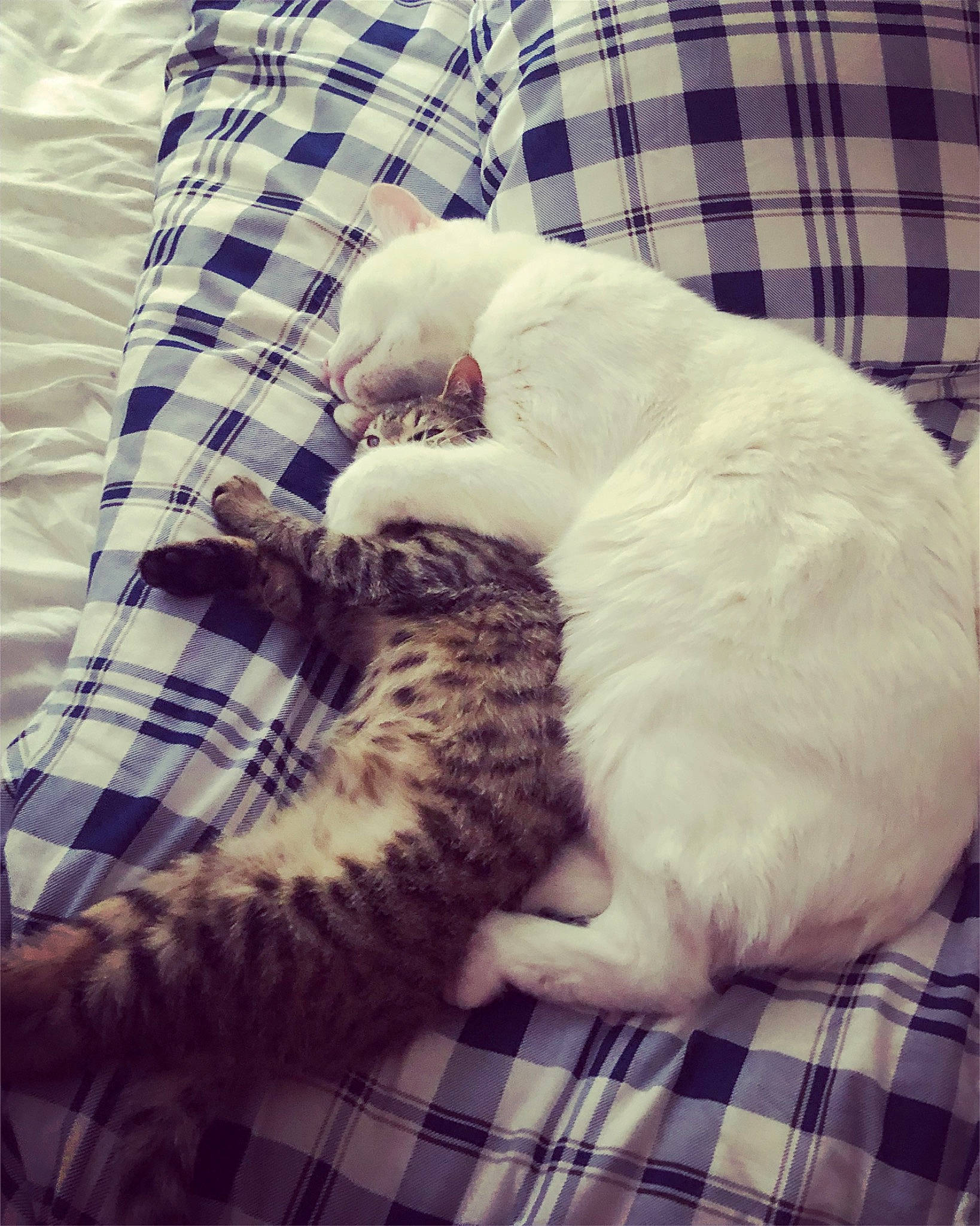 Asuna a rejoint le concours — aidez-le/la à gagner de superbes lots ! bed, blue, carnivore, cat, comfort, companion_dog, felidae, fur, grey, linens, pattern, plaid, sleeve, small_to_medium_sized_cats, snout, tail, tartan, textile, whiskers, white