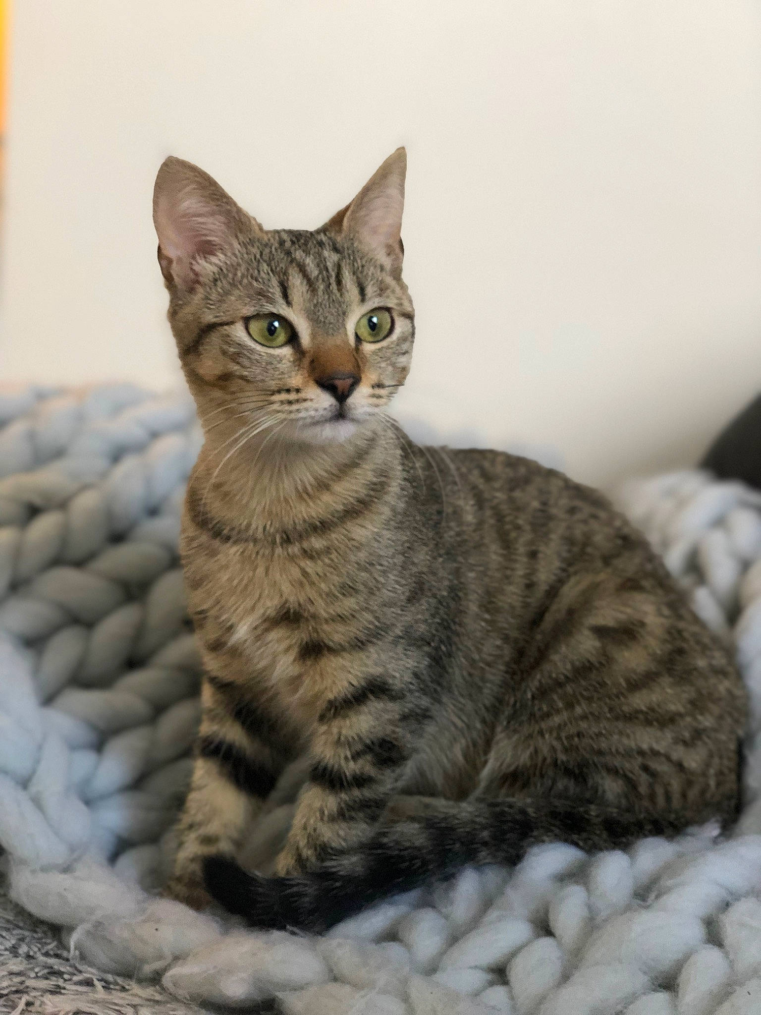 Asuna a rejoint le concours — aidez-le/la à gagner de superbes lots ! carnivore, cat, comfort, domestic_short_haired_cat, felidae, fur, sitting, small_to_medium_sized_cats, snout, terrestrial_animal, whiskers, wildlife